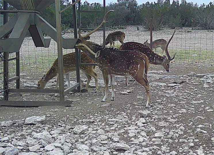 Axis feeder crop 2