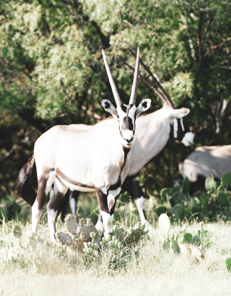 Gemsbok Crop