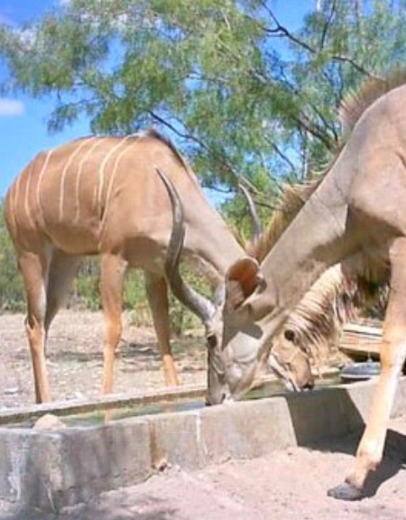 Greater Kudu crop