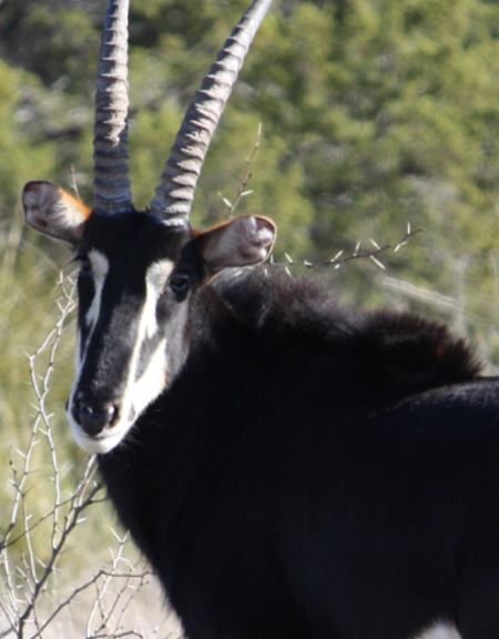 Sable Antelope