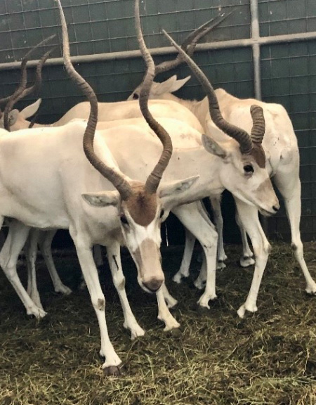 addax new crop