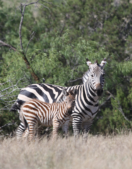 zebras