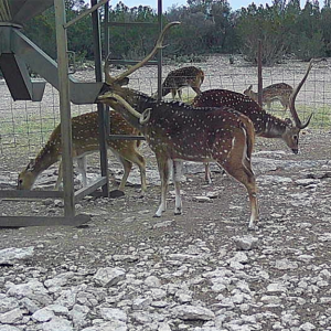 Axis feeder crop