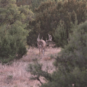 deer in brush 2