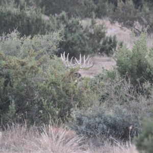 deer in brush