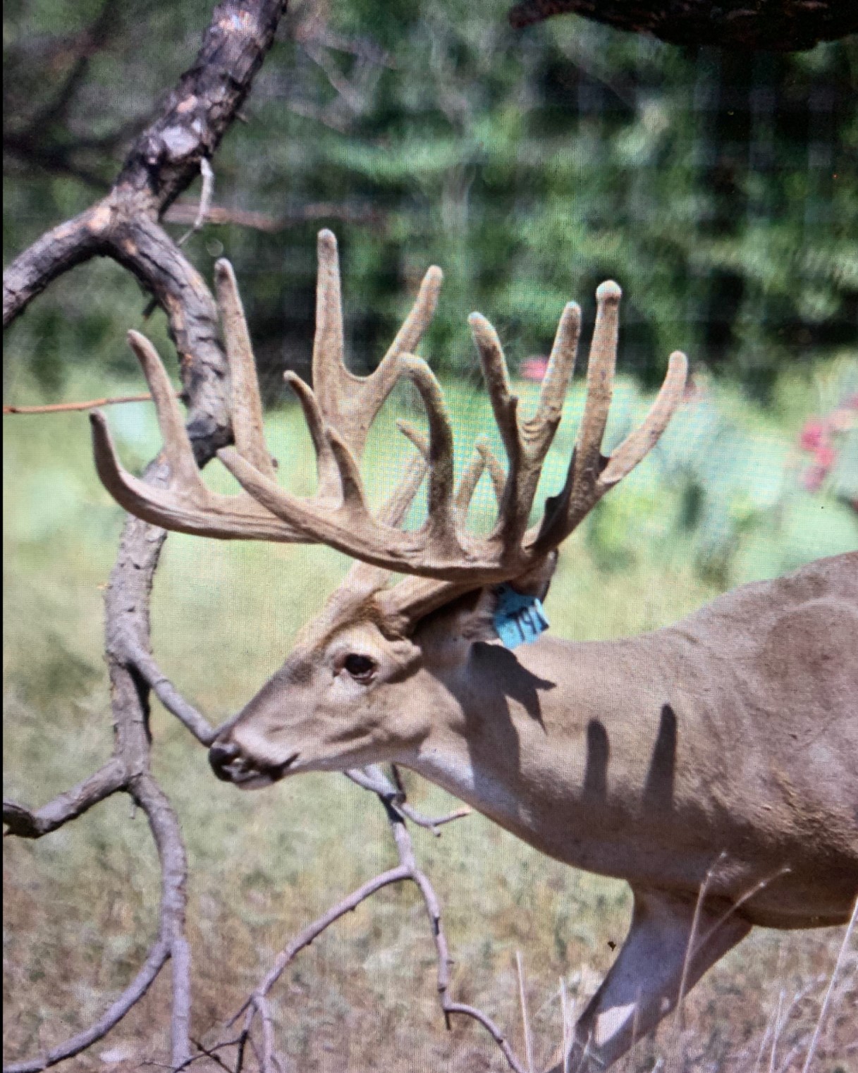 Breeder Bucks 4 N Ranches